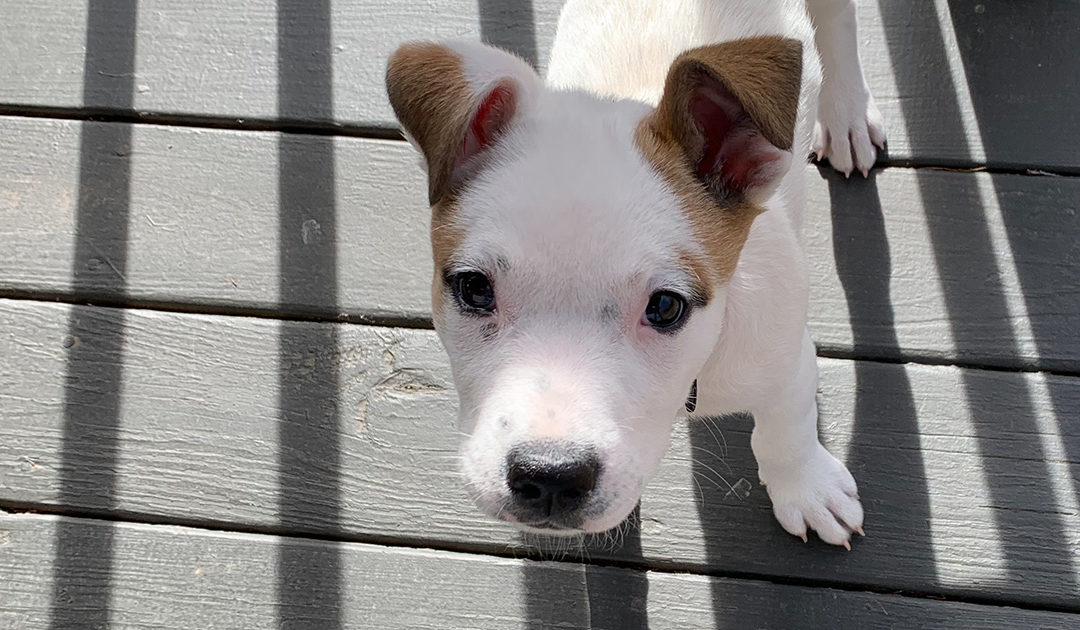 Day 4: Stop, and play!