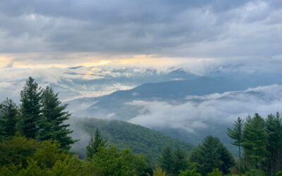 Dreaming Big and Wild